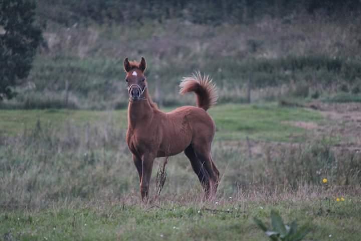 Arabisk fuldblod (OX) Shanzy bint sharifa ox *SOLGT* billede 18