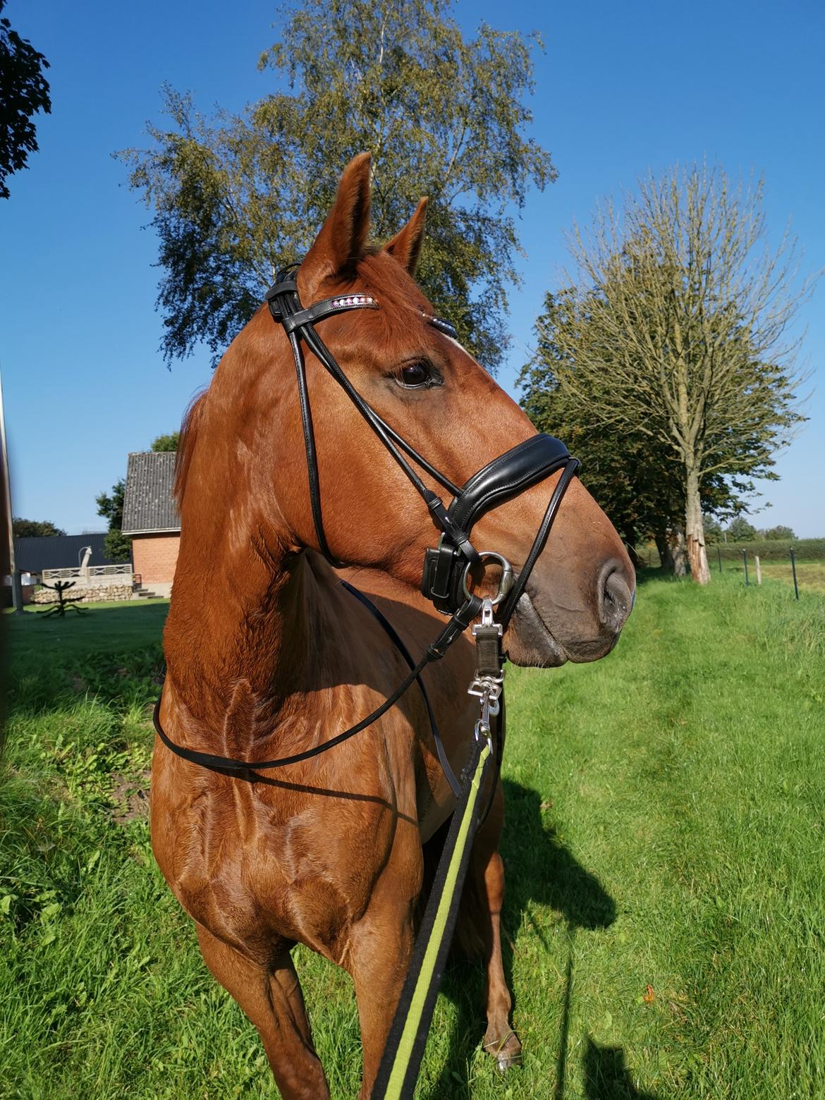 Anden særlig race Raffael (Raffe) billede 6