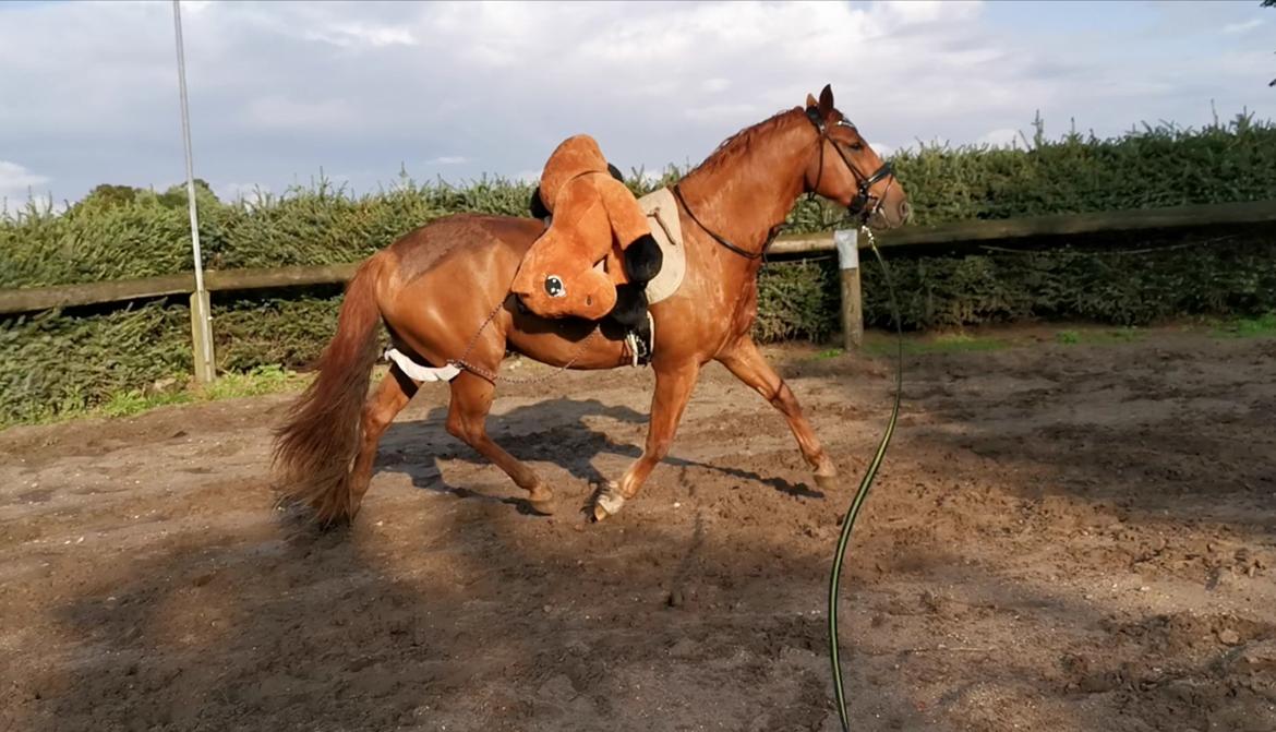 Anden særlig race Raffael (Raffe) billede 14