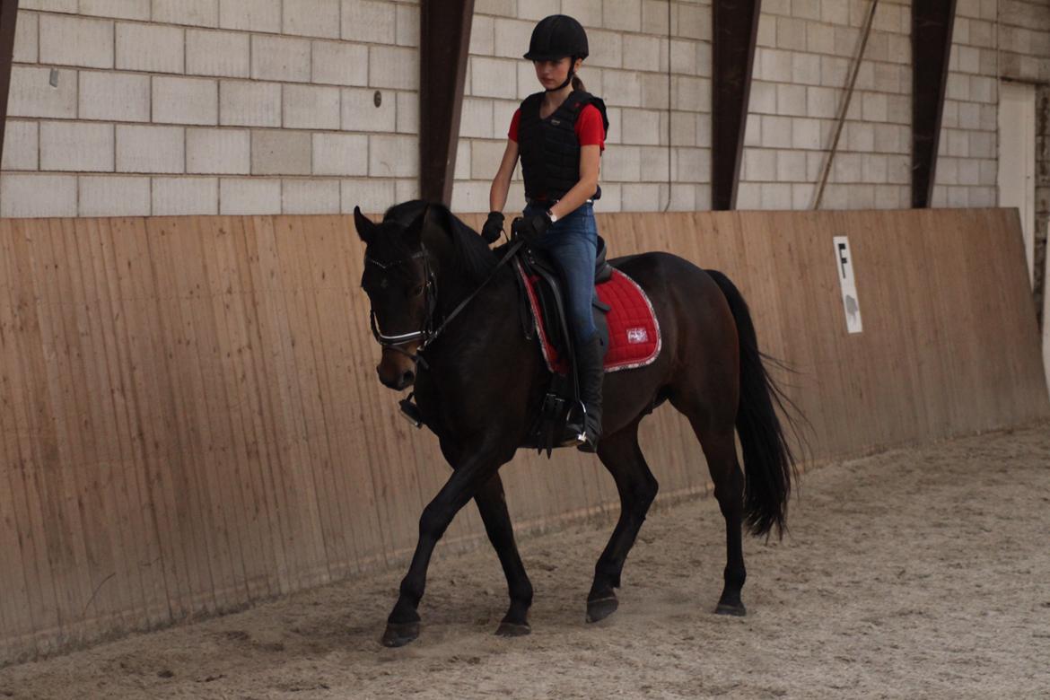 DSP Stidsbjergs Duster - Velkommen til Dopsen's profil :) billede 1