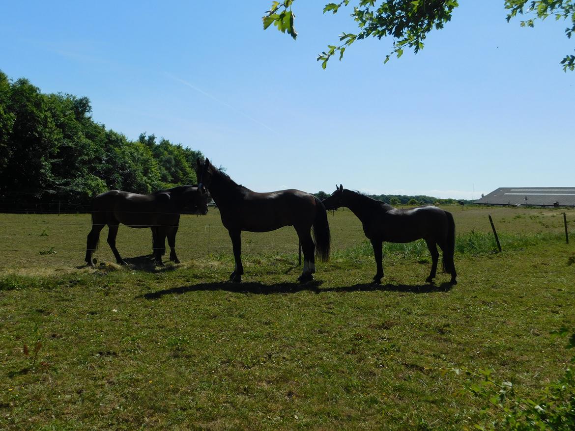 DSP Stidsbjergs Duster billede 10