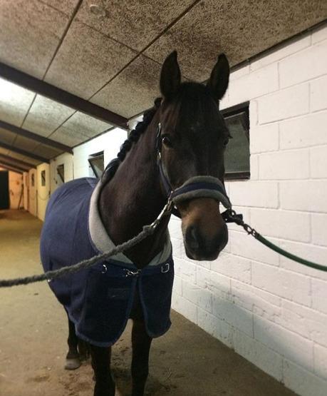 DSP Stidsbjergs Duster - Klar til dressurstævne billede 13