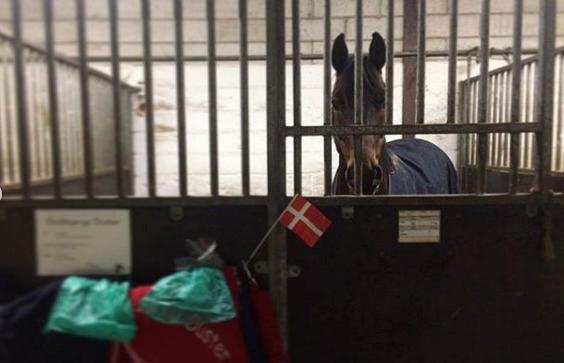 DSP Stidsbjergs Duster - Dopper 11 år <3 Han blev selvfølgelig fejret med flag og kage:) billede 14