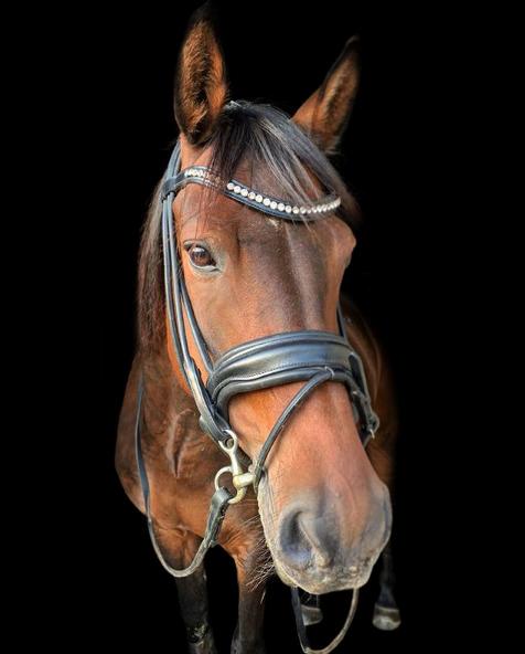 DSP Stidsbjergs Duster - Smukkeste pony billede 16