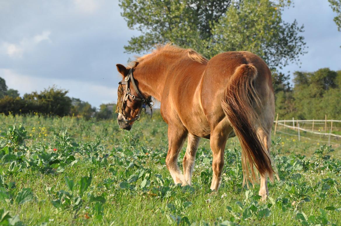 Gotlandsruss Dioni M aka Djuni billede 20