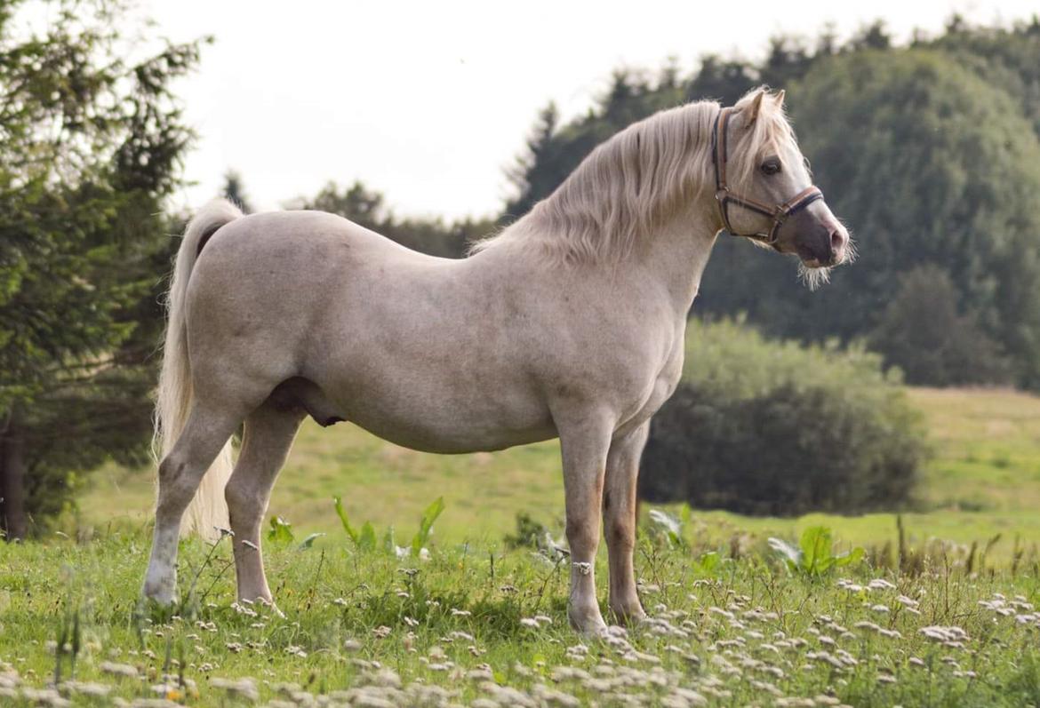 Welsh Mountain (sec A) Rushton Prince George  billede 1