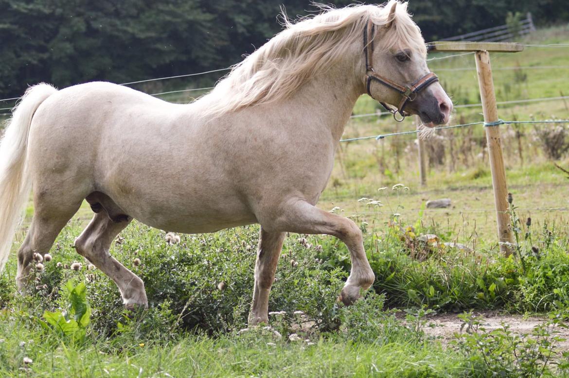 Welsh Mountain (sec A) Rushton Prince George  billede 2