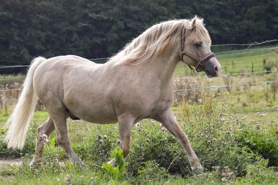 Welsh Mountain (sec A) Rushton Prince George  billede 3