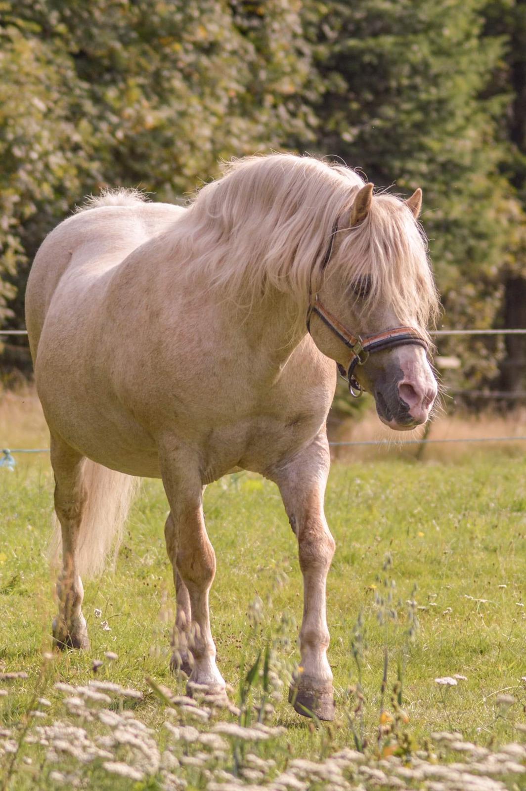 Welsh Mountain (sec A) Rushton Prince George  billede 5