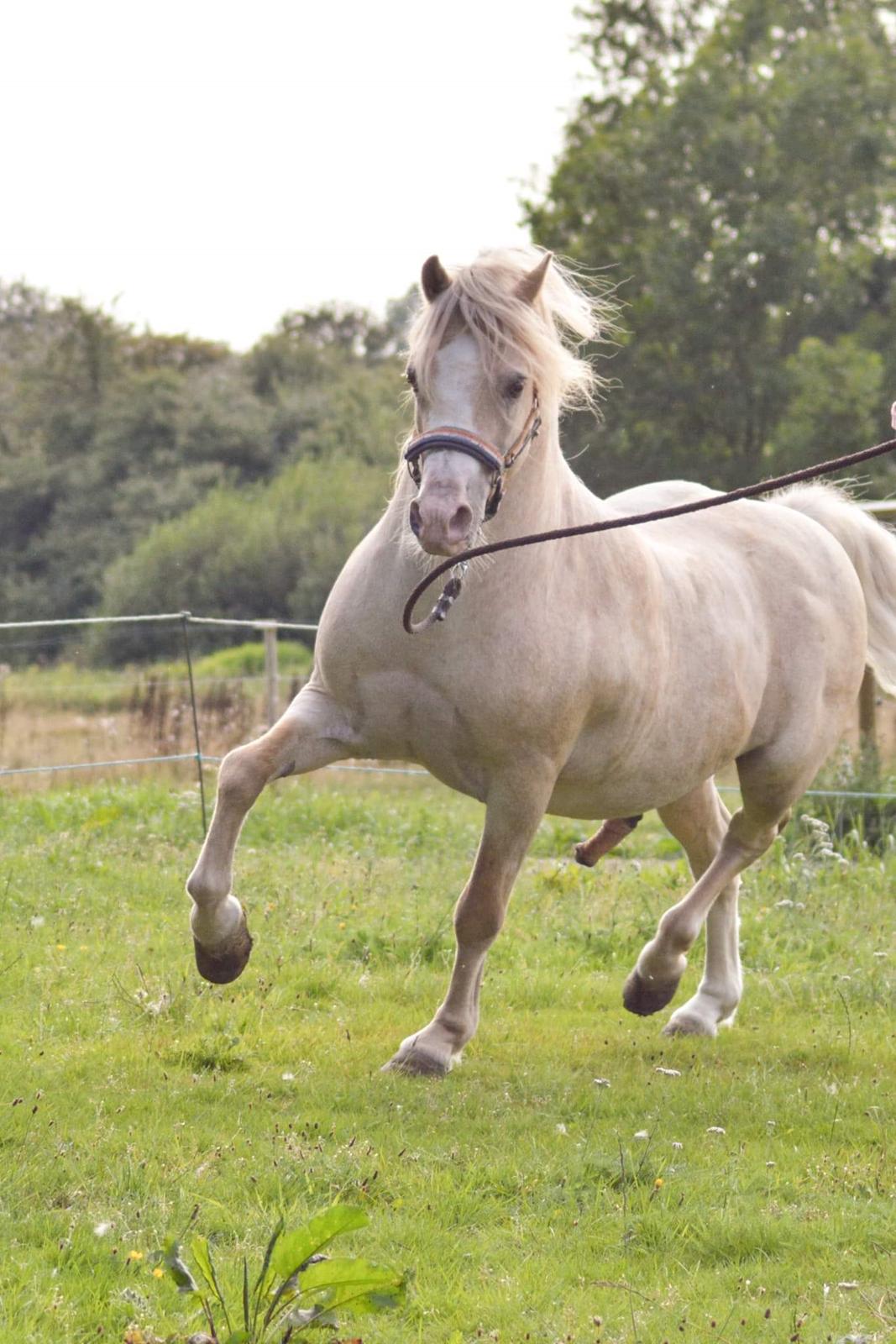 Welsh Mountain (sec A) Rushton Prince George  billede 6