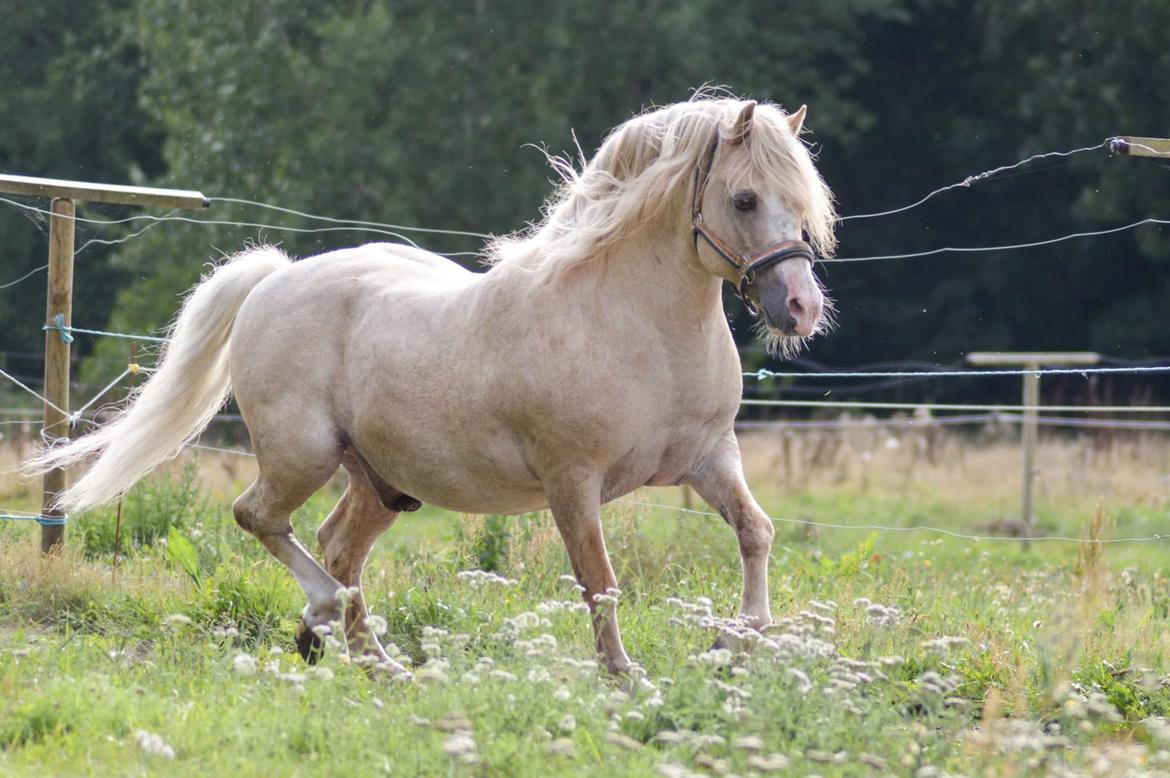 Welsh Mountain (sec A) Rushton Prince George  billede 4