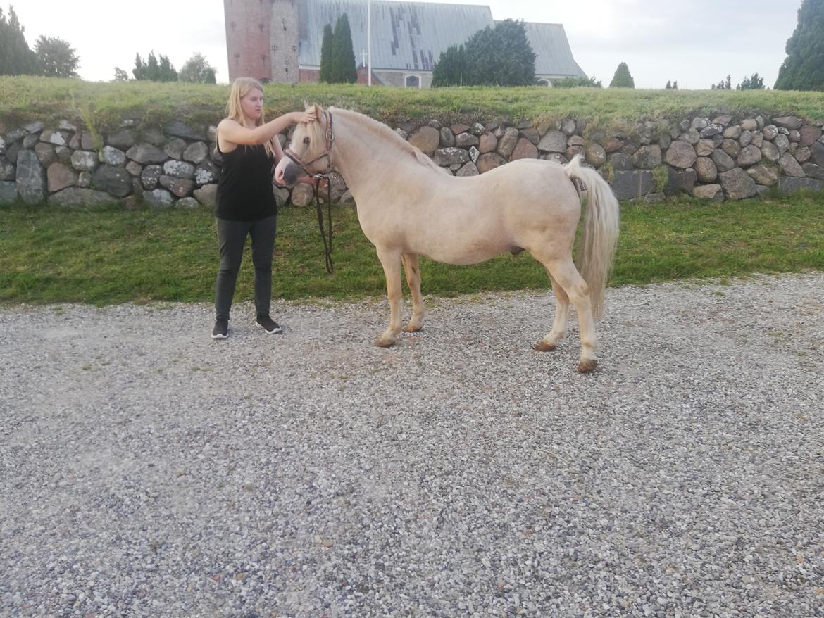 Welsh Mountain (sec A) Rushton Prince George  billede 8