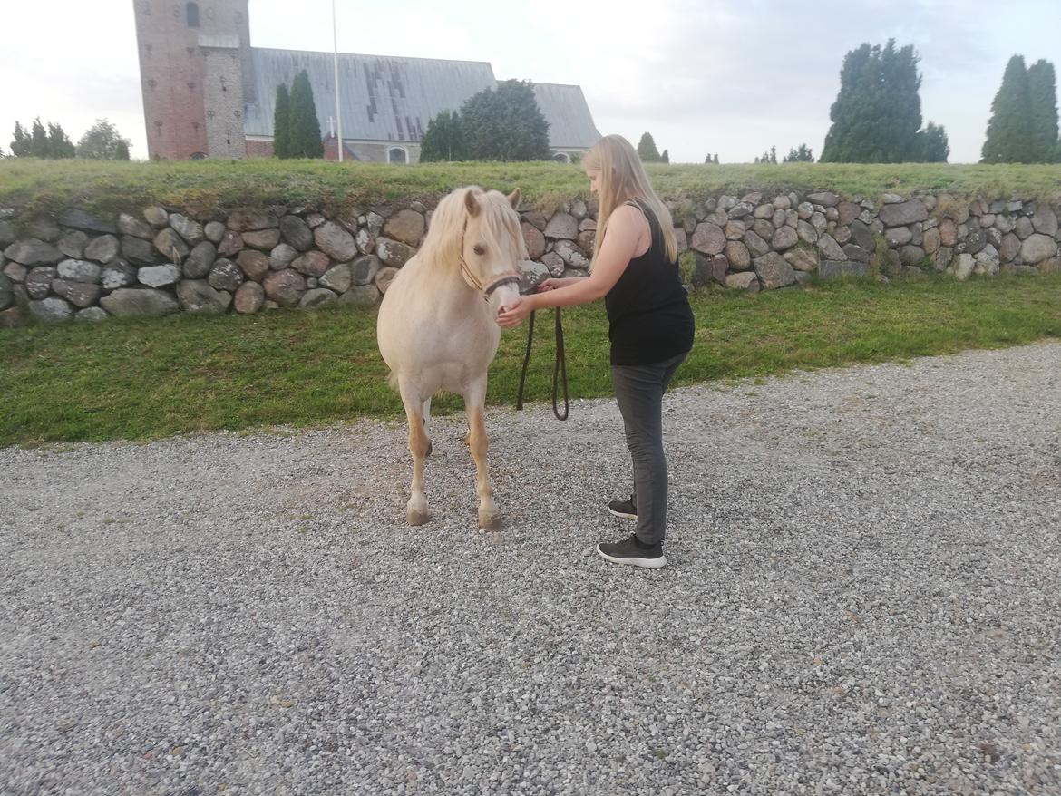 Welsh Mountain (sec A) Rushton Prince George  billede 7