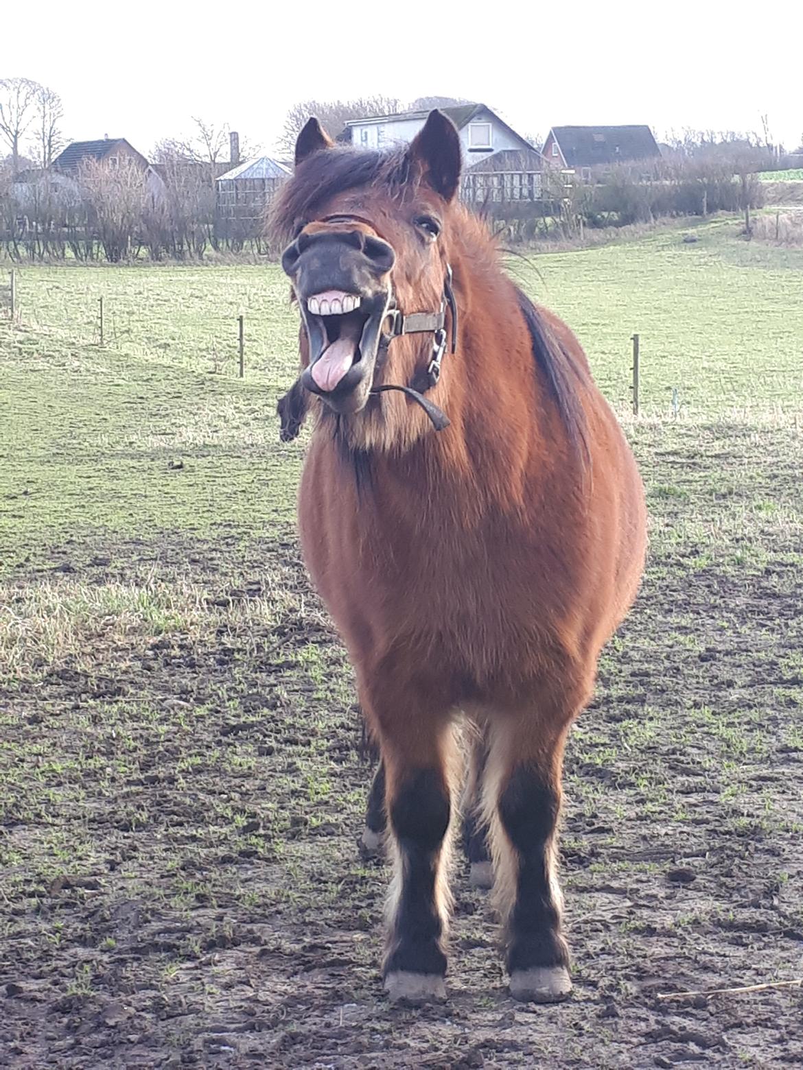 Anden særlig race Tulle (solgt) billede 11