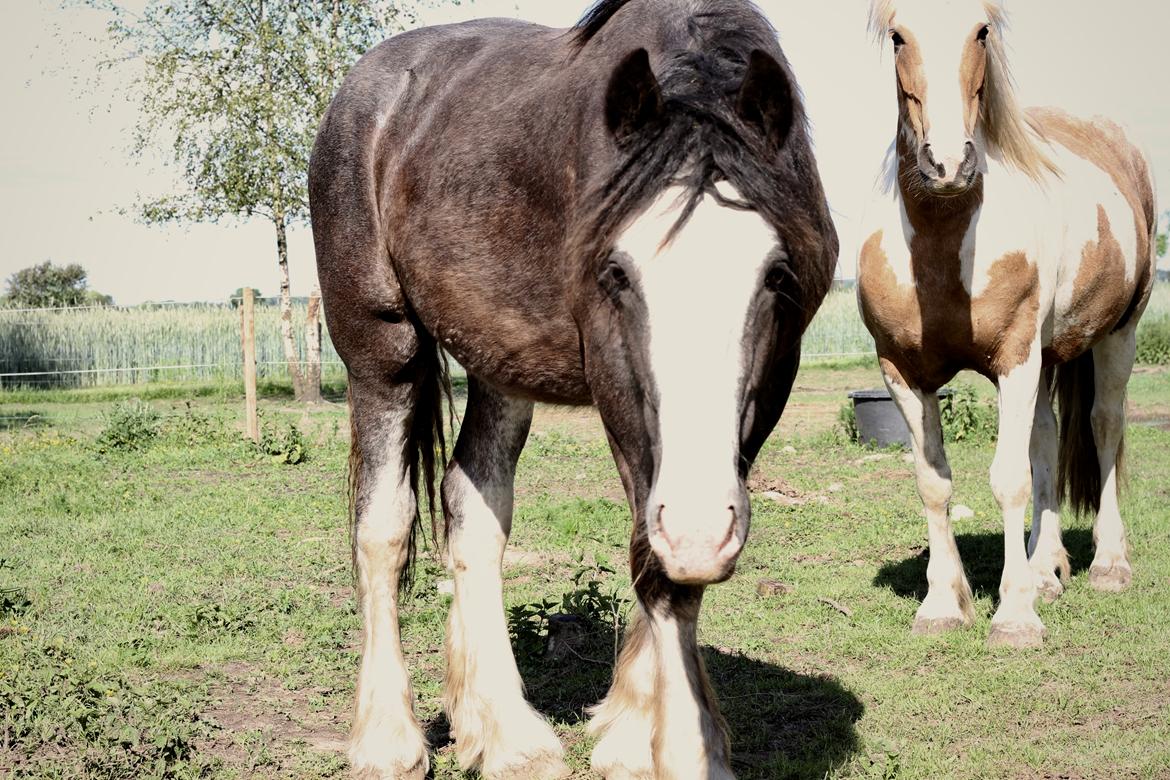 Irish Cob Theodor billede 17