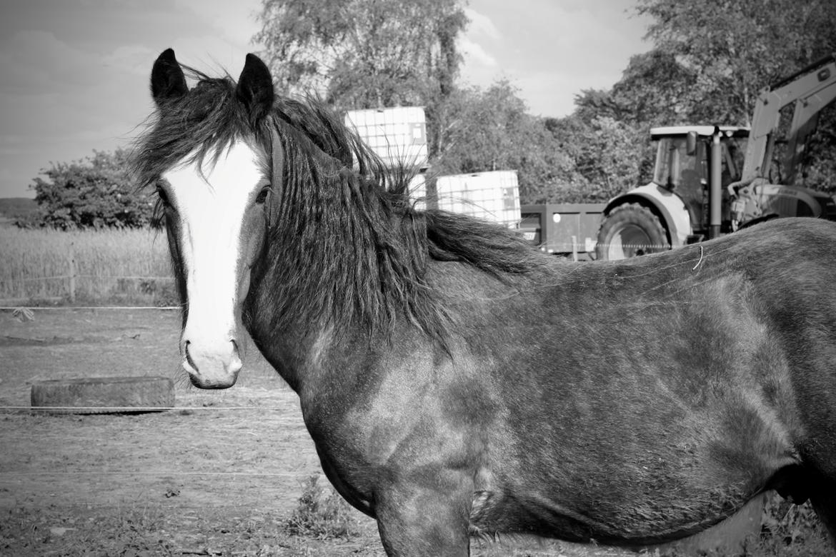 Irish Cob Theodor billede 16