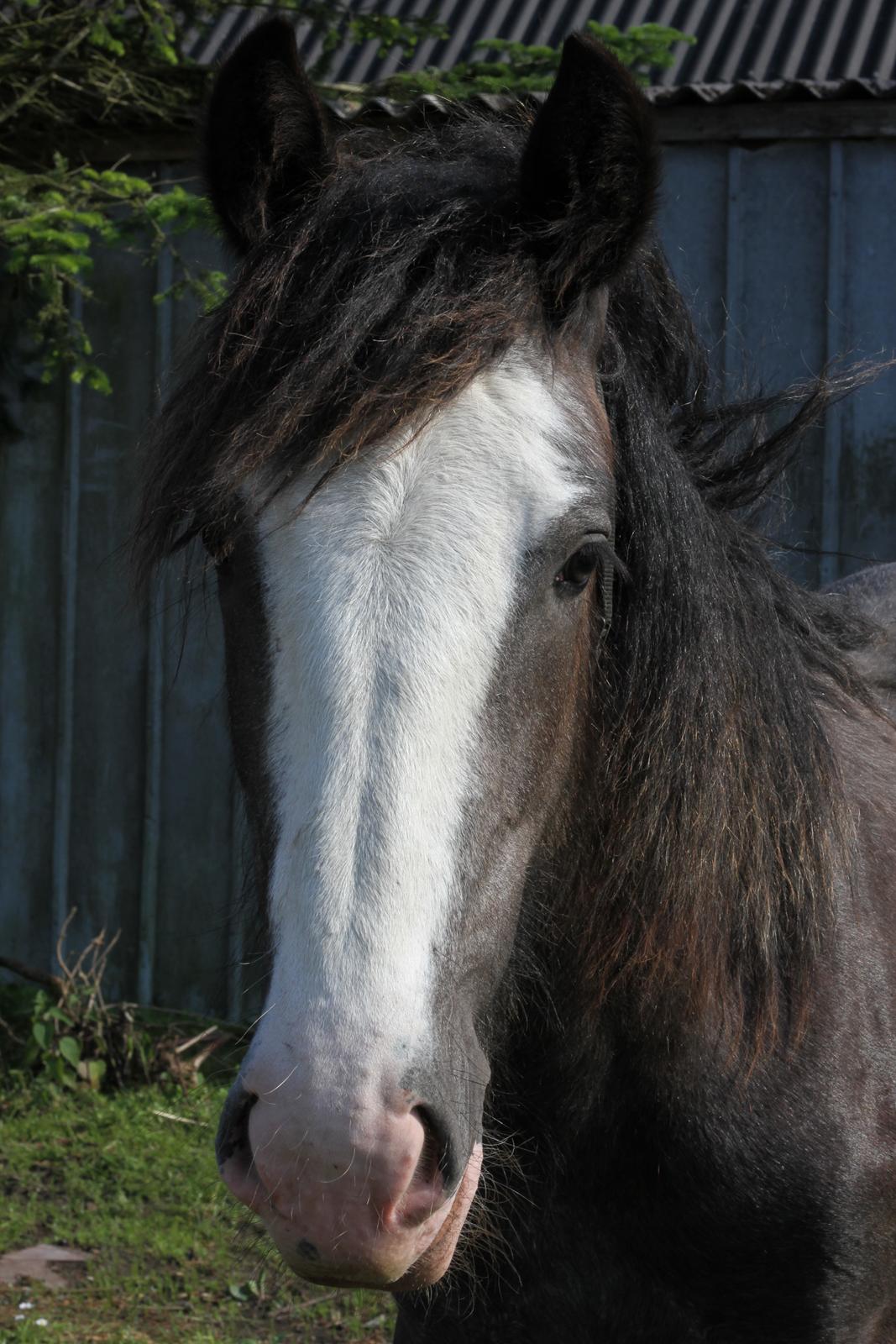 Irish Cob Theodor billede 19