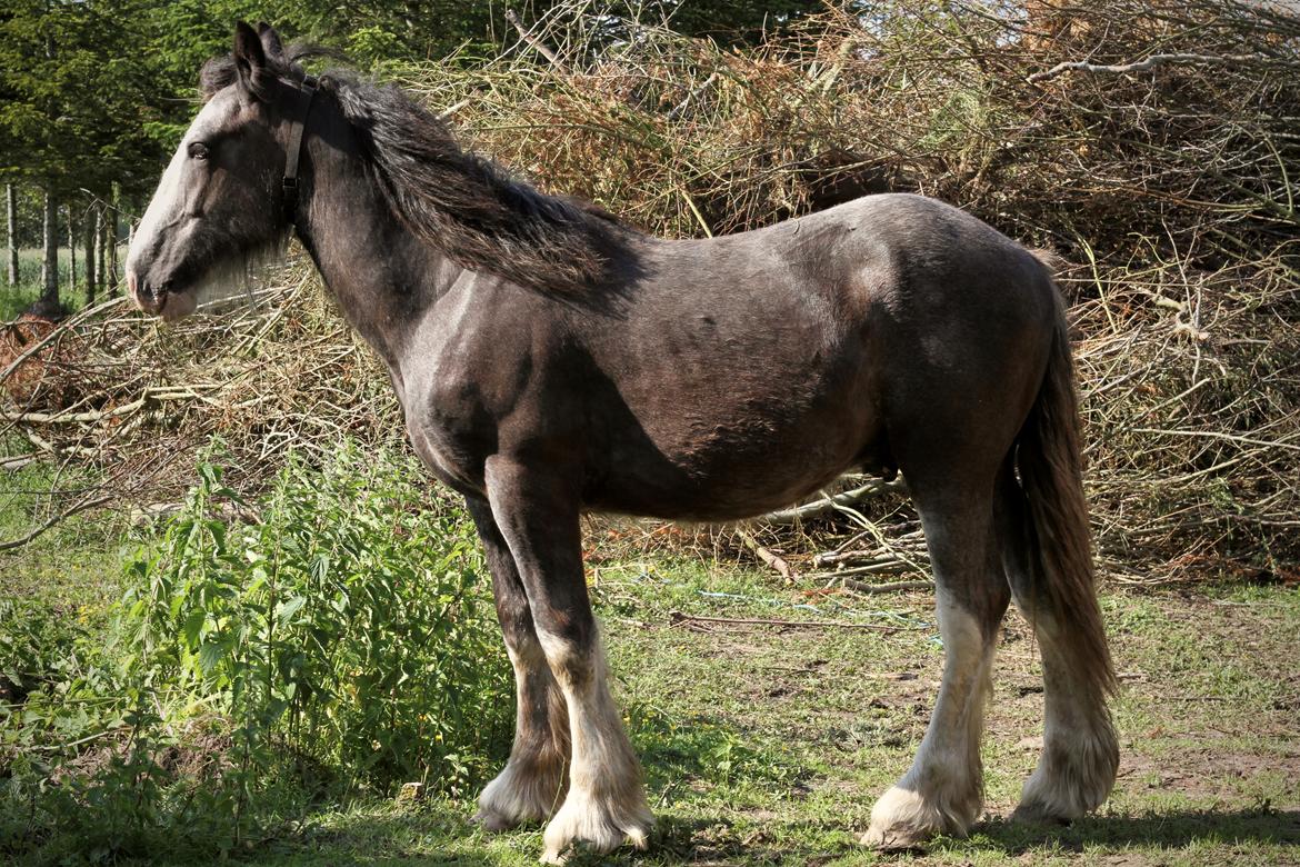 Irish Cob Theodor billede 18