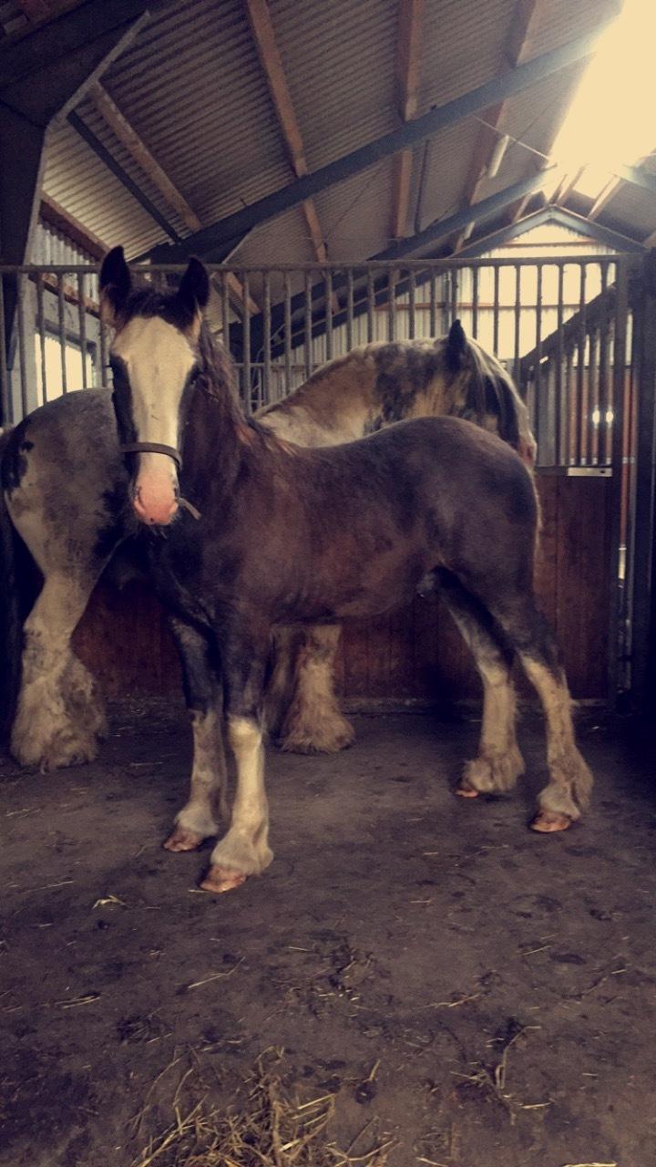 Irish Cob Theodor billede 13