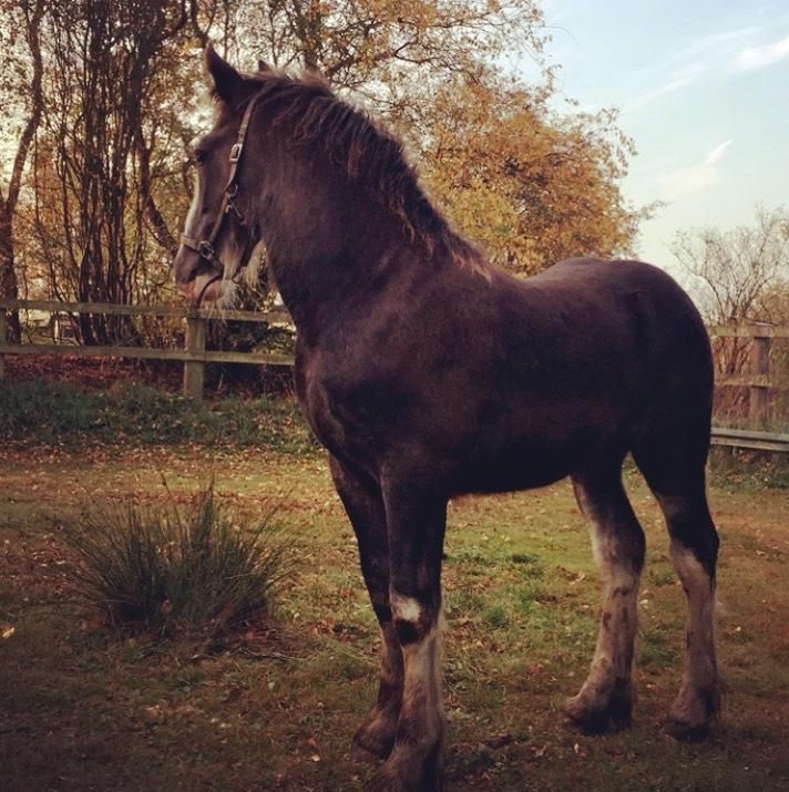 Irish Cob Theodor billede 14