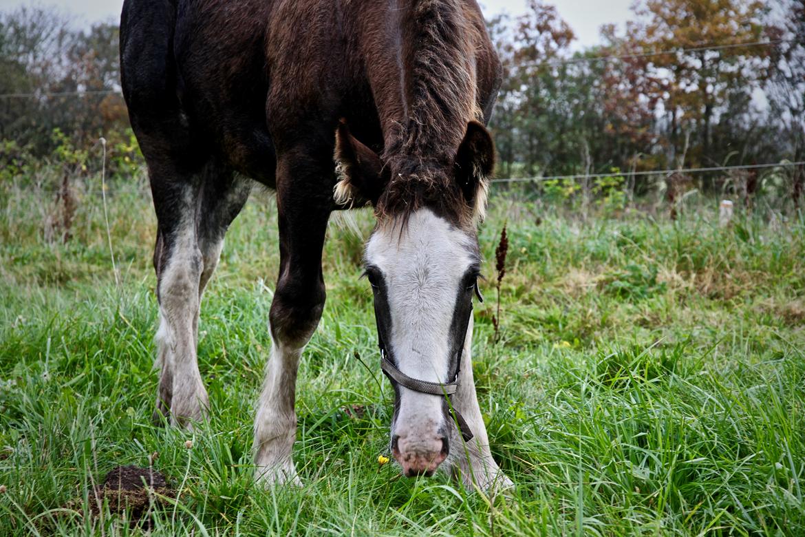 Irish Cob Theodor billede 15