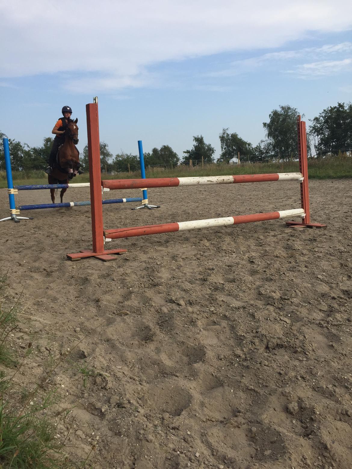 Belgisk Sportspony Asjemenou vh waterschoot billede 3