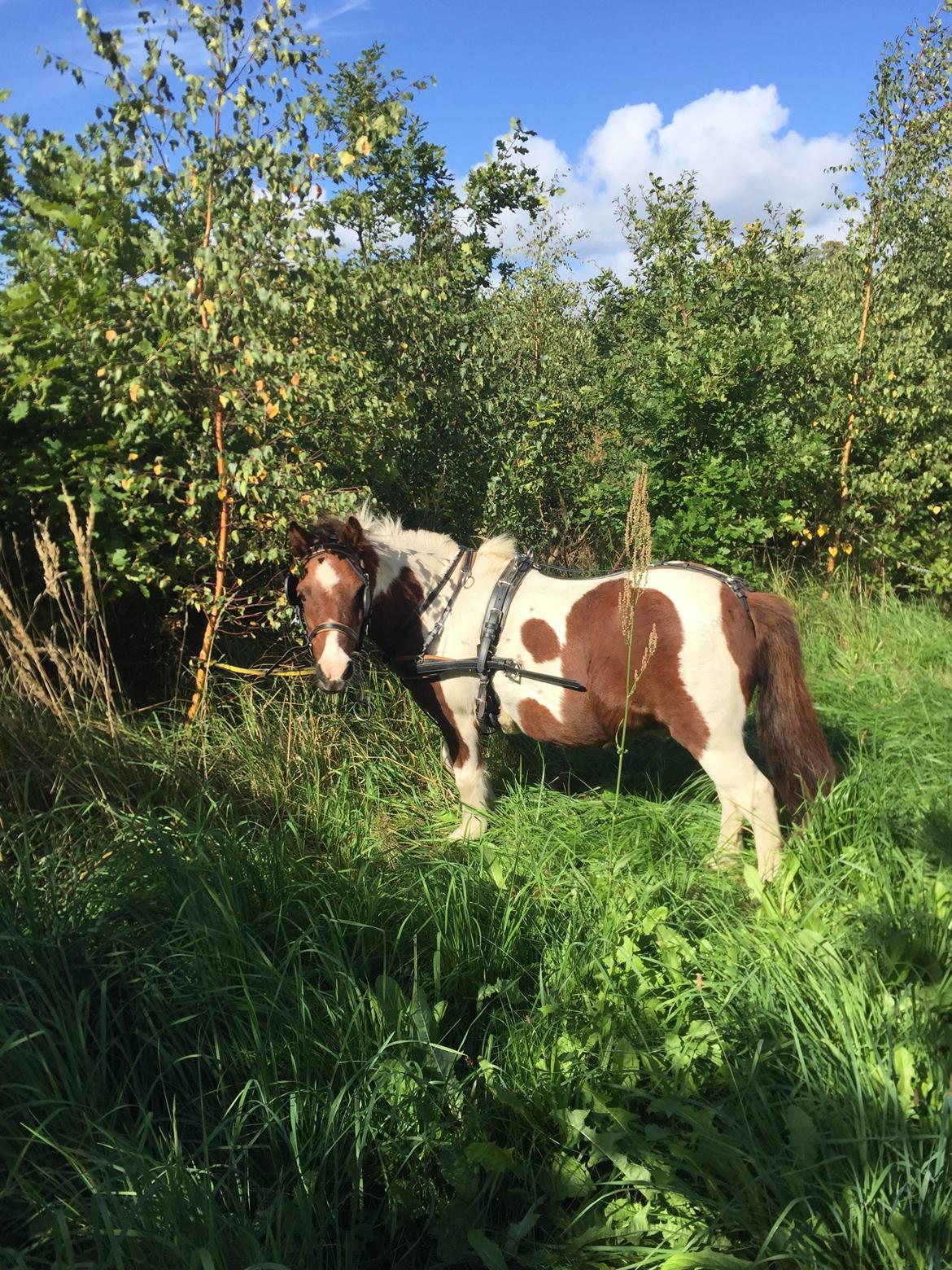 Shetlænder Tarzan billede 1