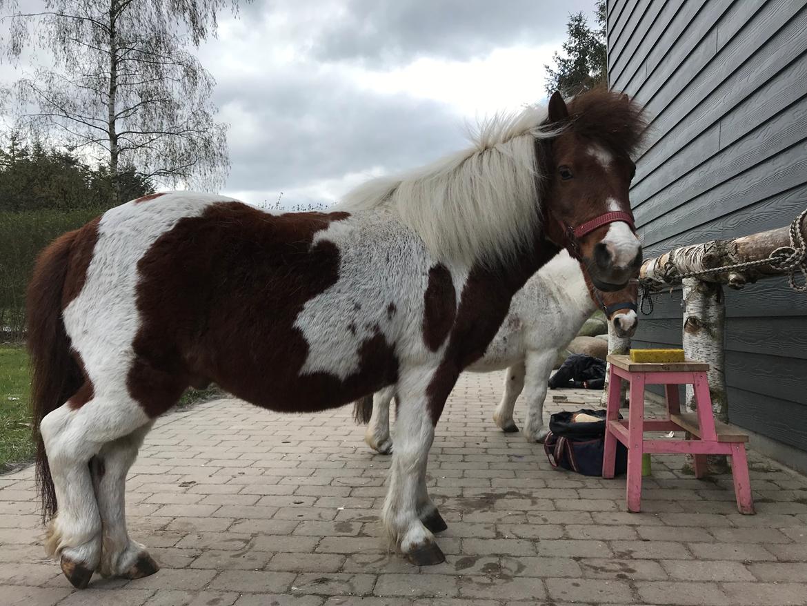 Shetlænder Tarzan billede 2