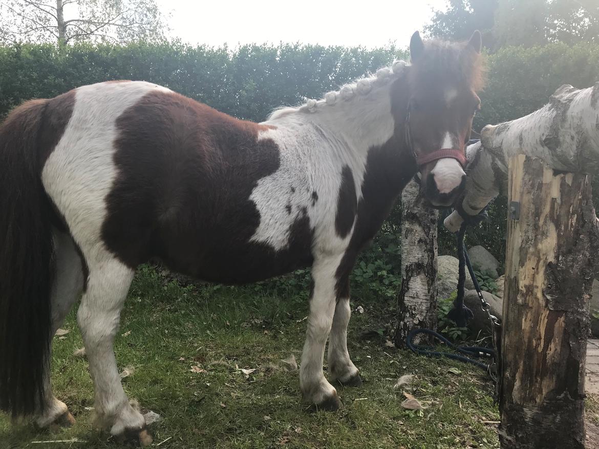 Shetlænder Tarzan billede 4