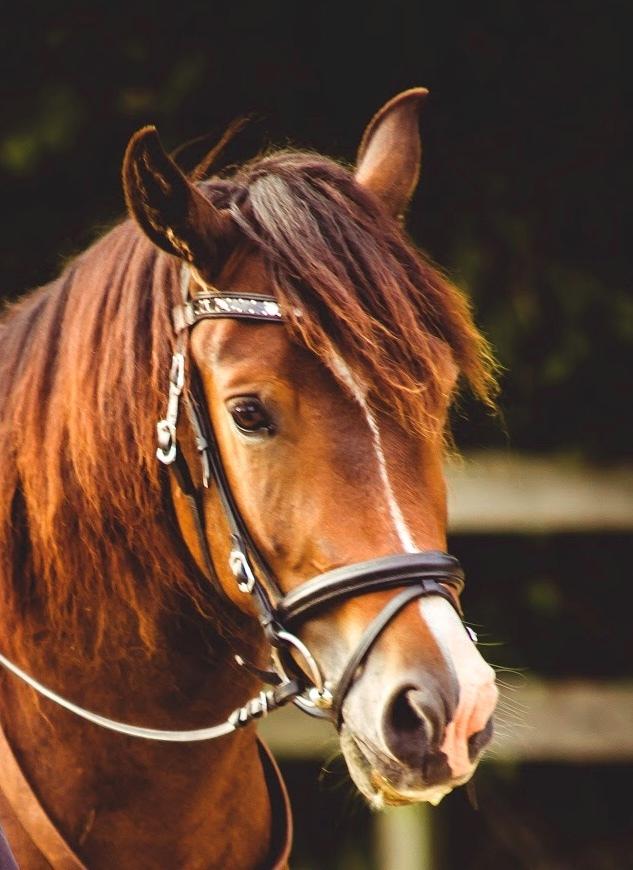 New Forest Bosagergårds Cooper - September 2019 billede 10