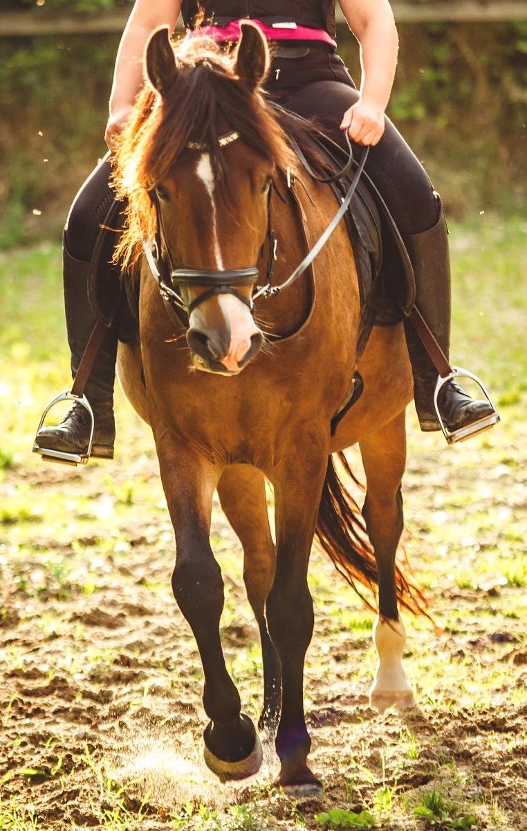 New Forest Bosagergårds Cooper - September 2019 billede 11