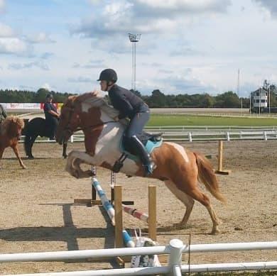 Islænder Glitfaxi fra Spøttrup - første gang han sådan rigtig springer med rytter på 01/9 2019 billede 5