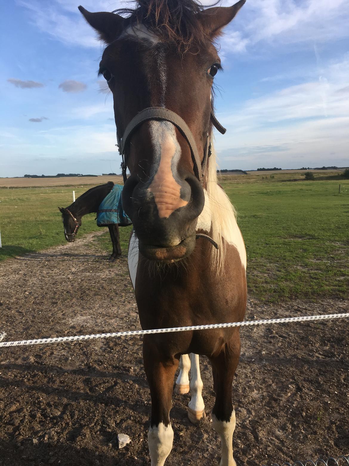 Pinto Solgårdens Liva billede 12