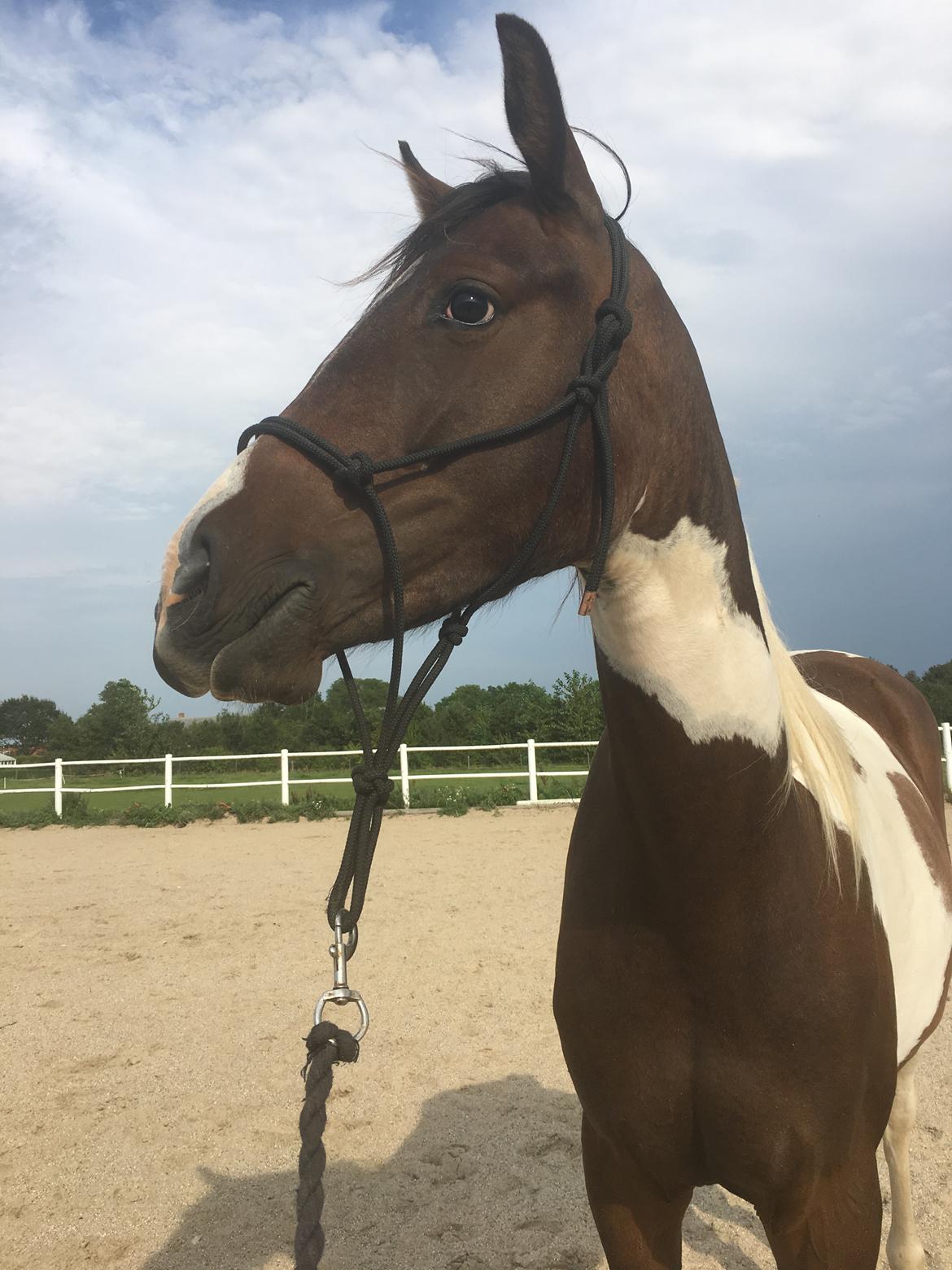 Pinto Solgårdens Liva billede 13