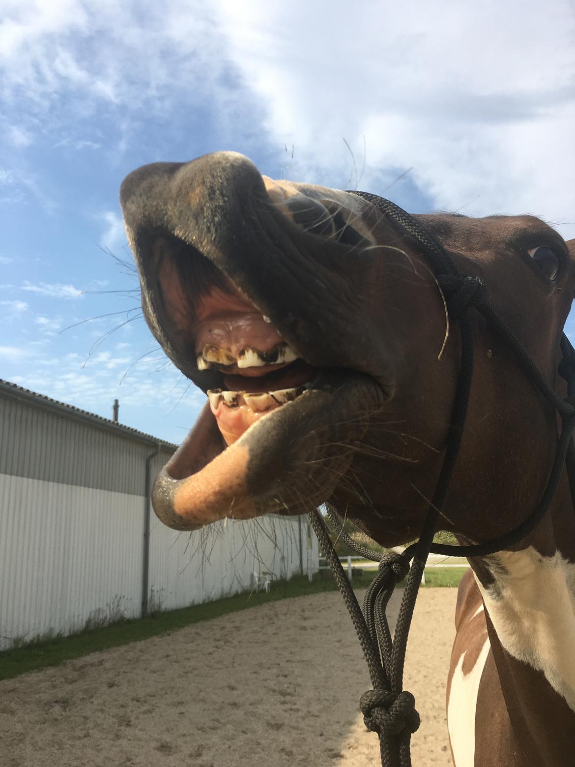 Pinto Solgårdens Liva billede 14