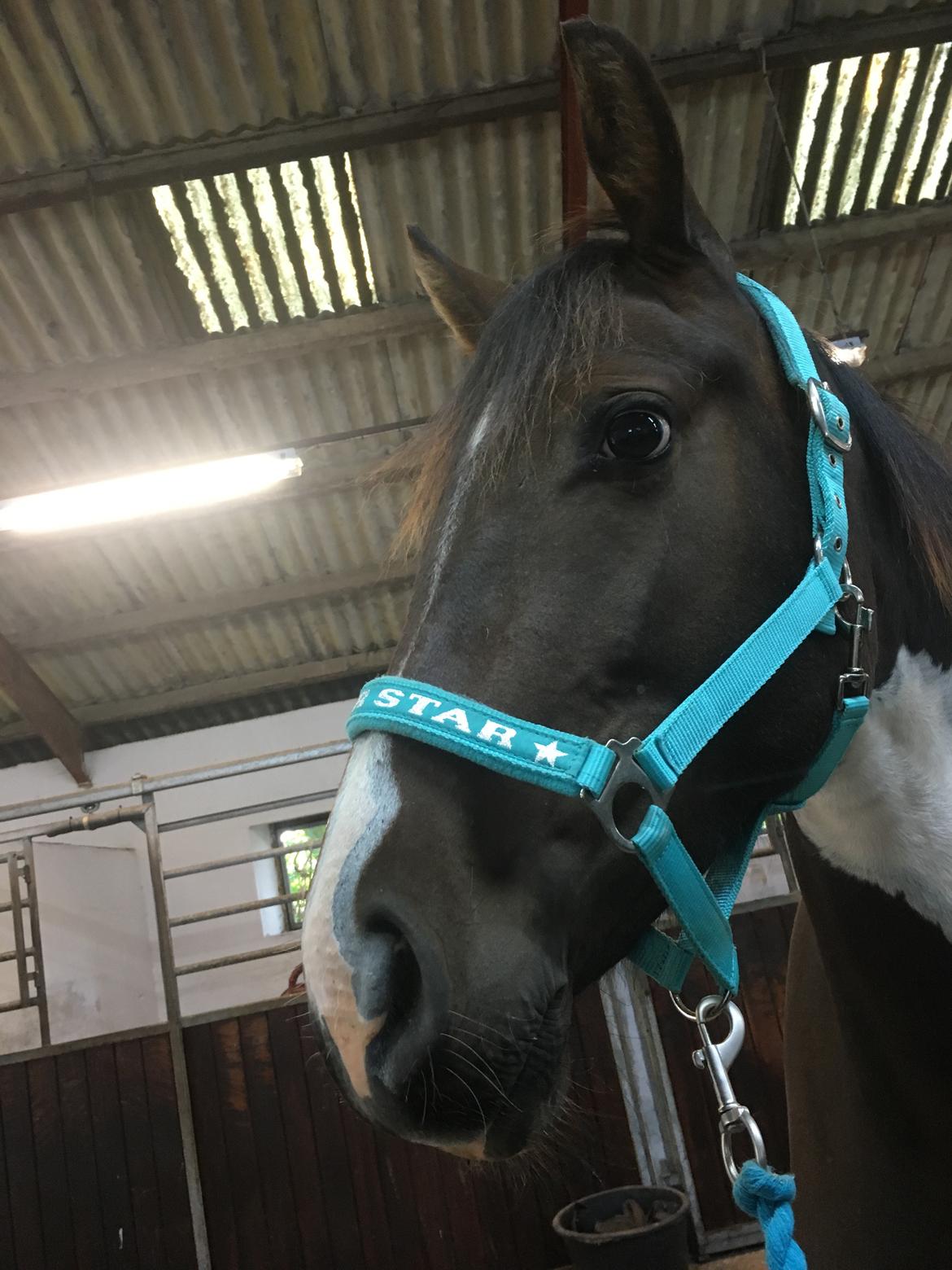 Pinto Solgårdens Liva billede 15