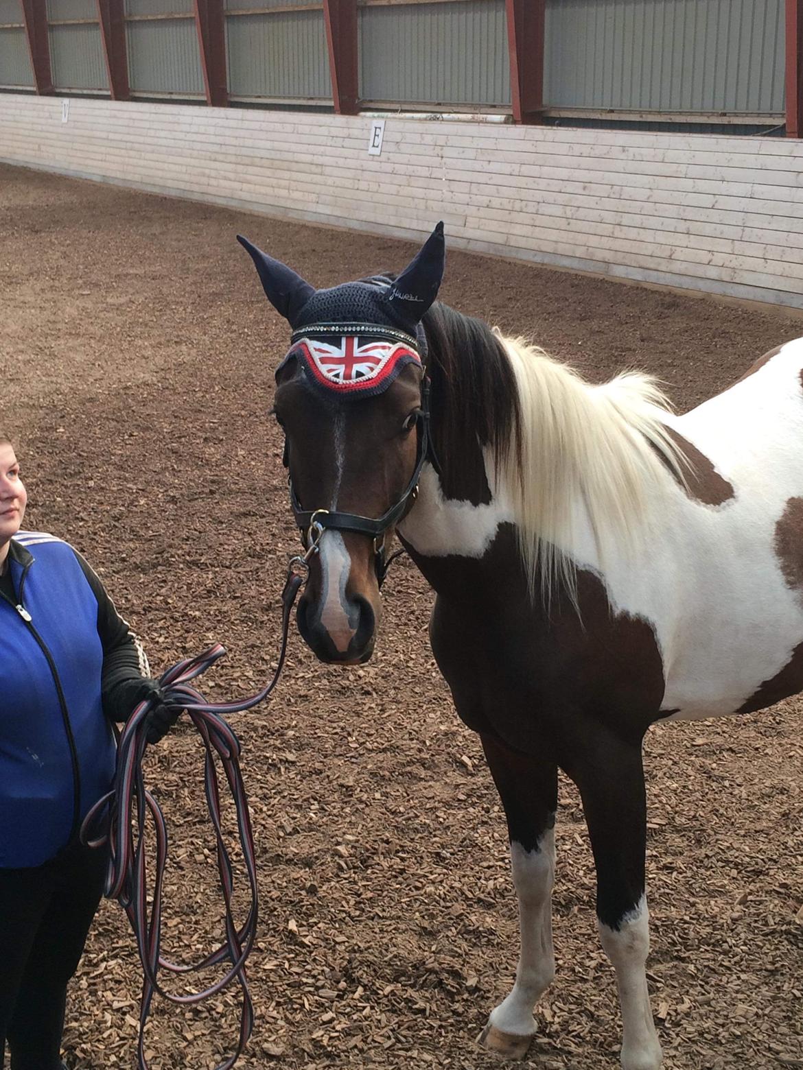 Pinto Solgårdens Liva billede 16