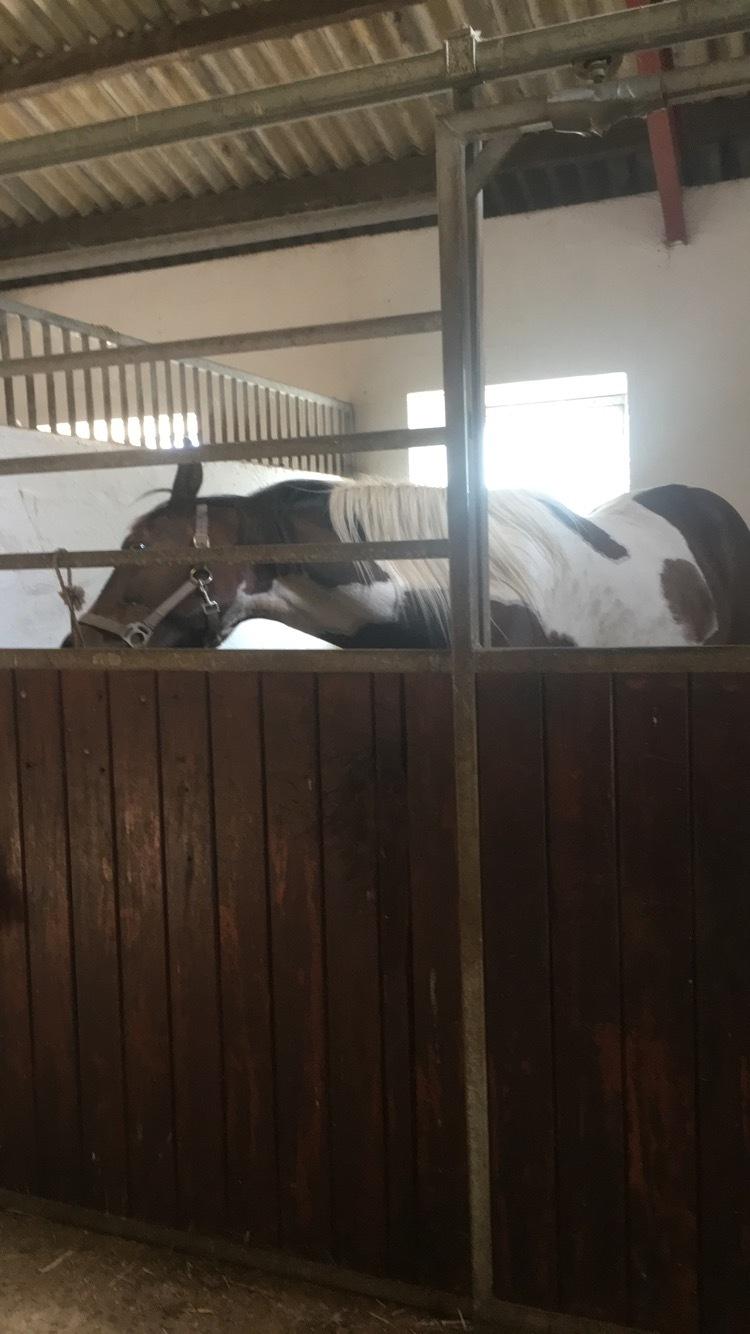 Pinto Solgårdens Liva billede 17