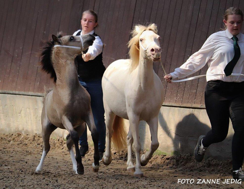 Welsh Mountain (sec A) Noerrelide's lady ellinor billede 10