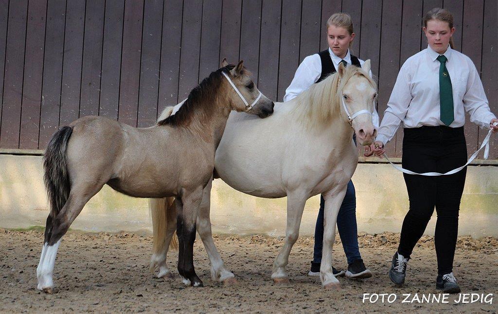 Welsh Mountain (sec A) Noerrelide's lady ellinor billede 12