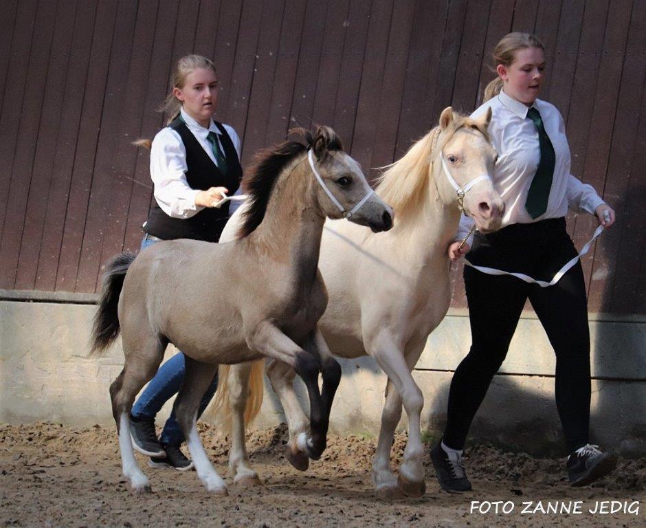 Welsh Mountain (sec A) Noerrelide's lady ellinor billede 13