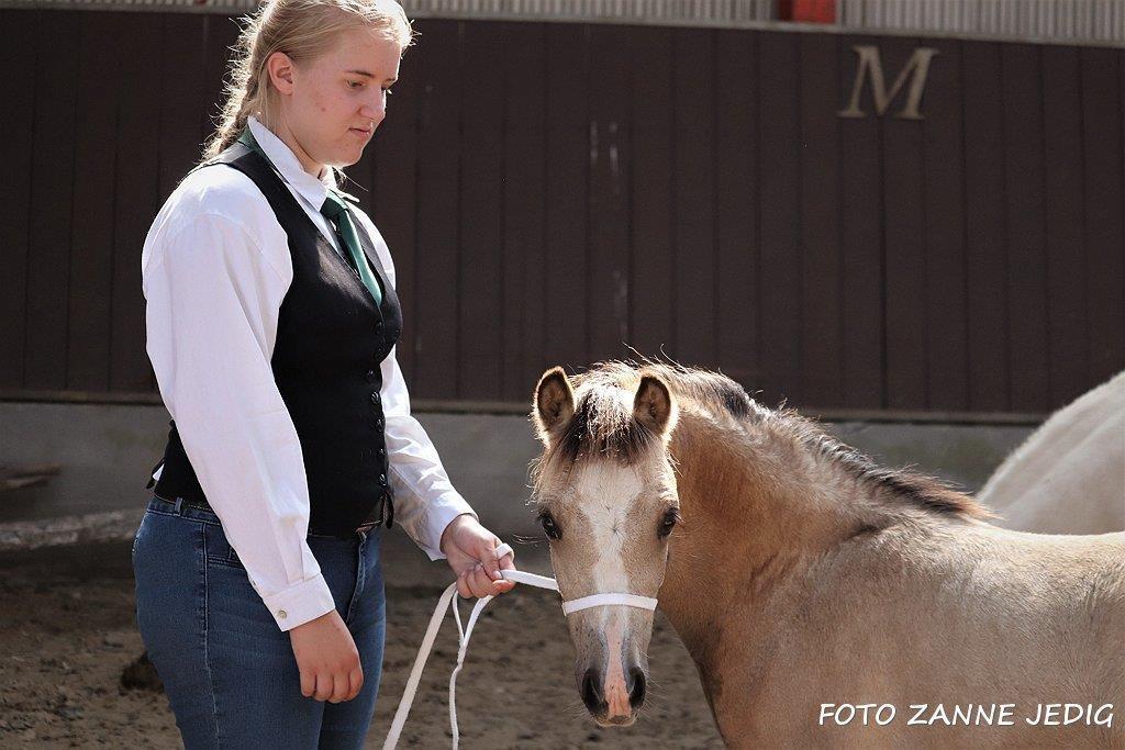 Welsh Mountain (sec A) Noerrelide's lady ellinor billede 14