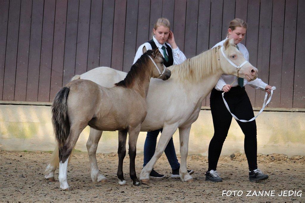 Welsh Mountain (sec A) Noerrelide's lady ellinor billede 11