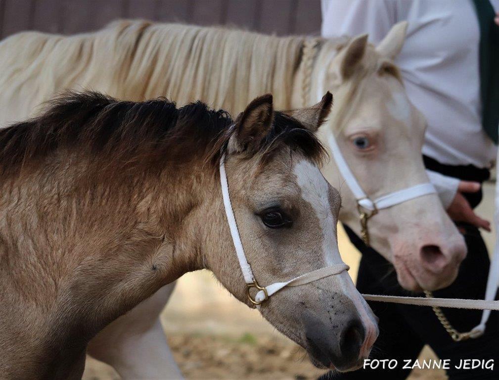 Welsh Mountain (sec A) Noerrelide's lady ellinor billede 16