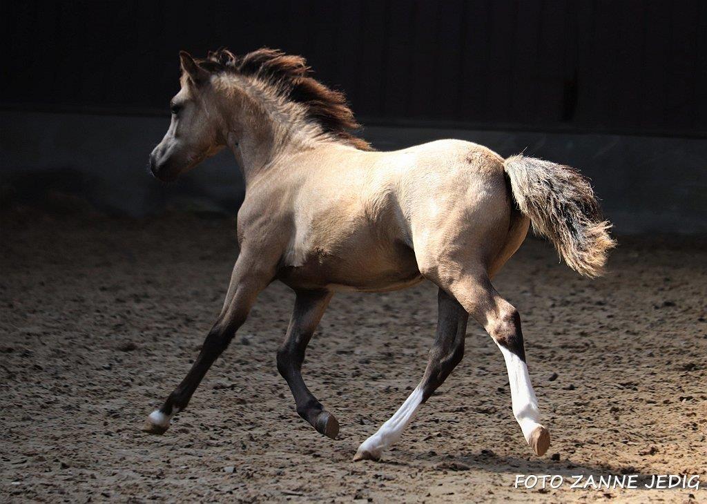 Welsh Mountain (sec A) Noerrelide's lady ellinor billede 17