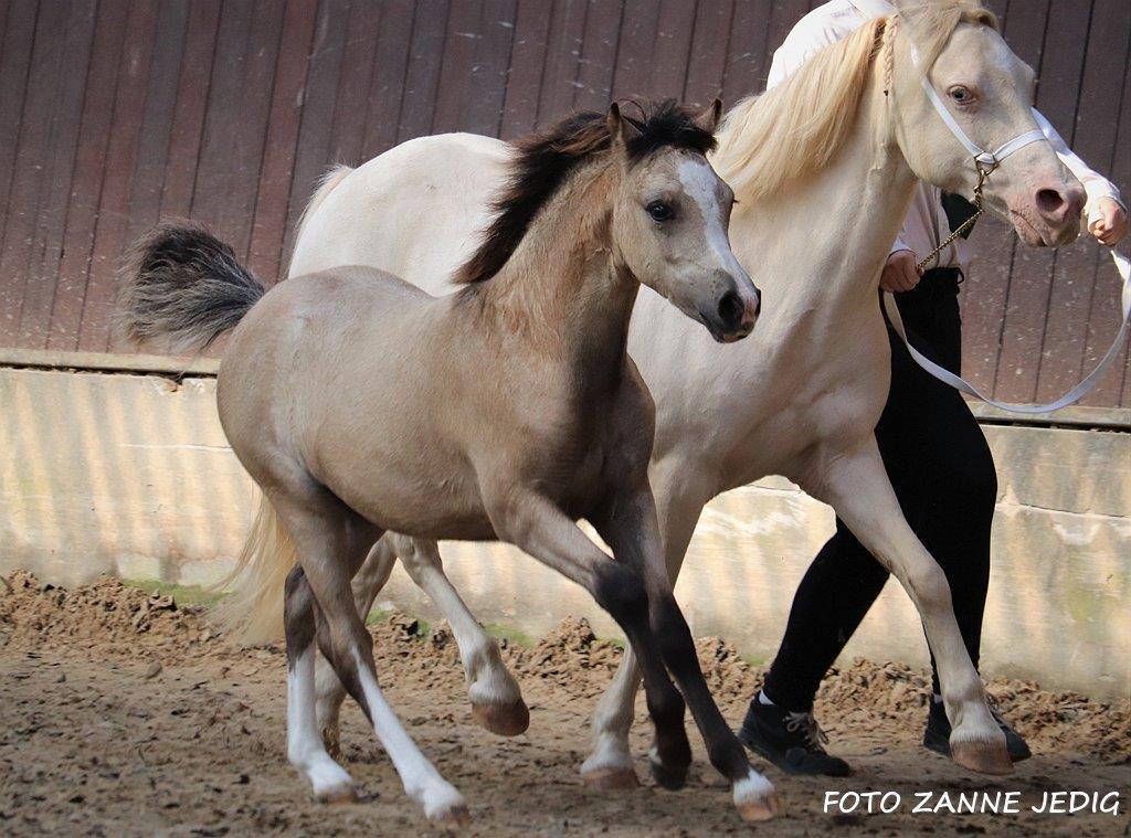 Welsh Mountain (sec A) Noerrelide's lady ellinor billede 18