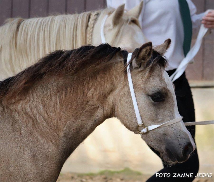 Welsh Mountain (sec A) Noerrelide's lady ellinor billede 15