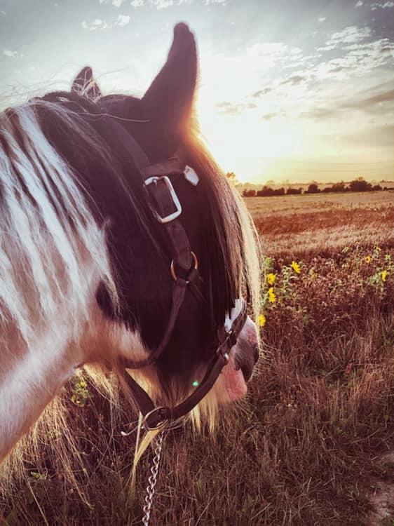 Irish Cob Luna ( Surprice Of Survivor) billede 10