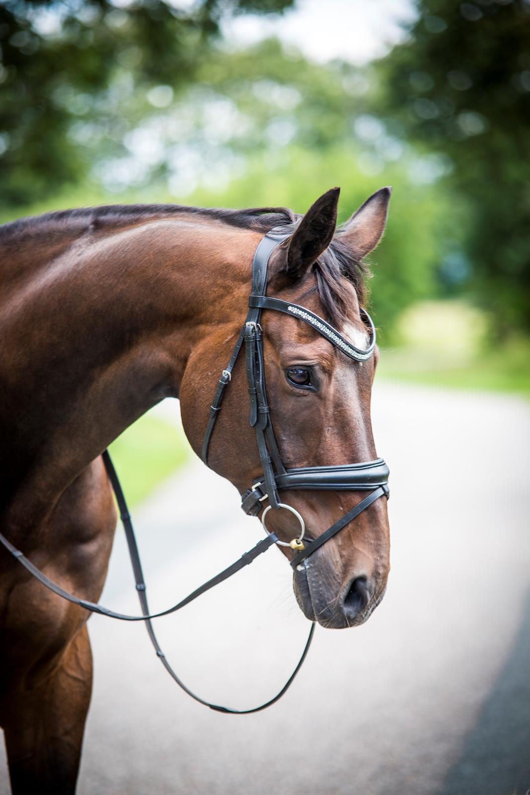 Hollandsk Varmblod Axel - Photocredit Hartwigsen Photography billede 4