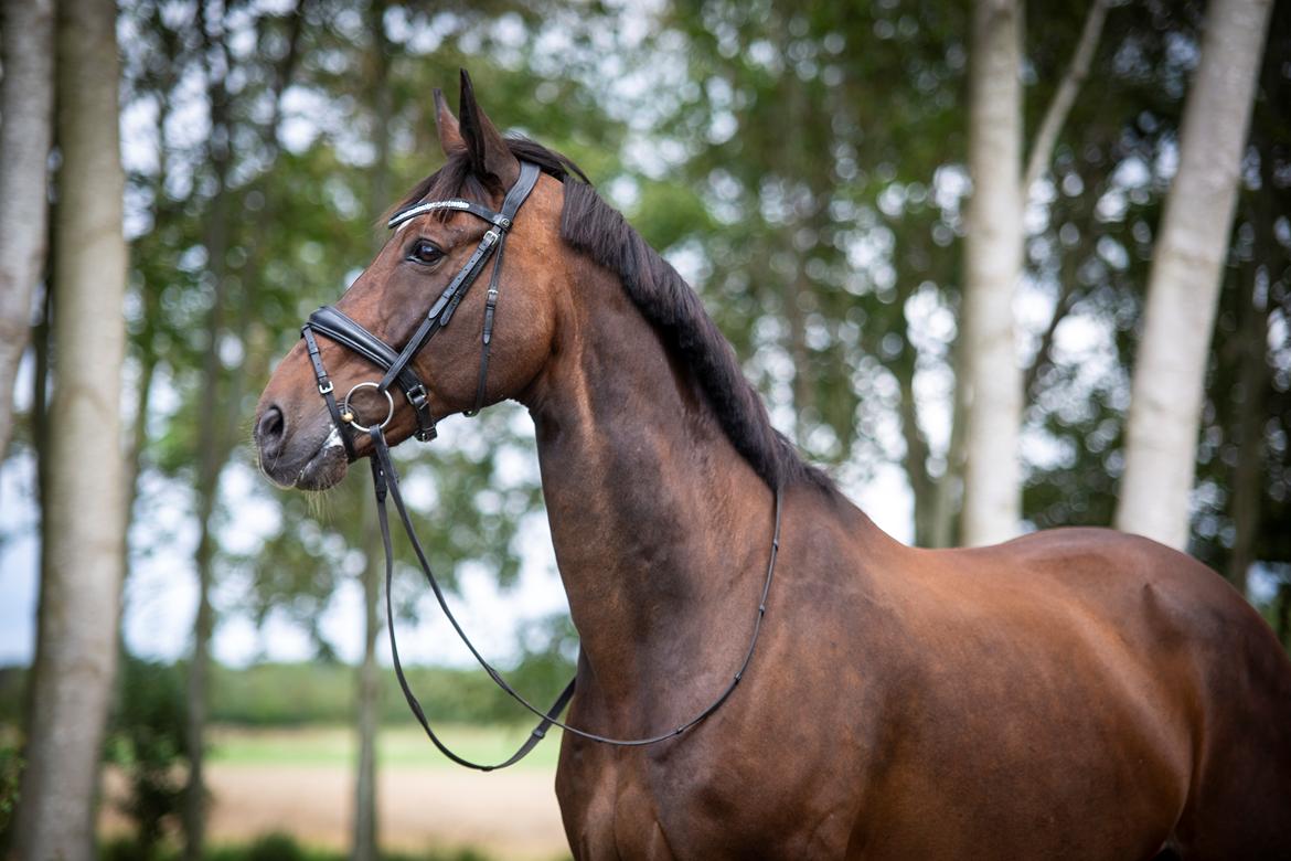 Hollandsk Varmblod Axel - Photocredit Hartwigsen Photography billede 3